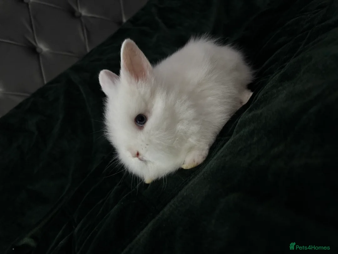 Lionhead rabbits for sale: Beautiful lion-head bunnies 🐰  - Advert 14