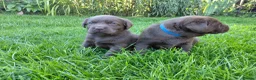 Labrador Retriever dogs for sale: Chocolate Labradors Puppies,Health Tested Parents  - Advert 14