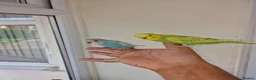 Budgerigars birds for sale: Super hand tamed baby budgies  - Advert 21