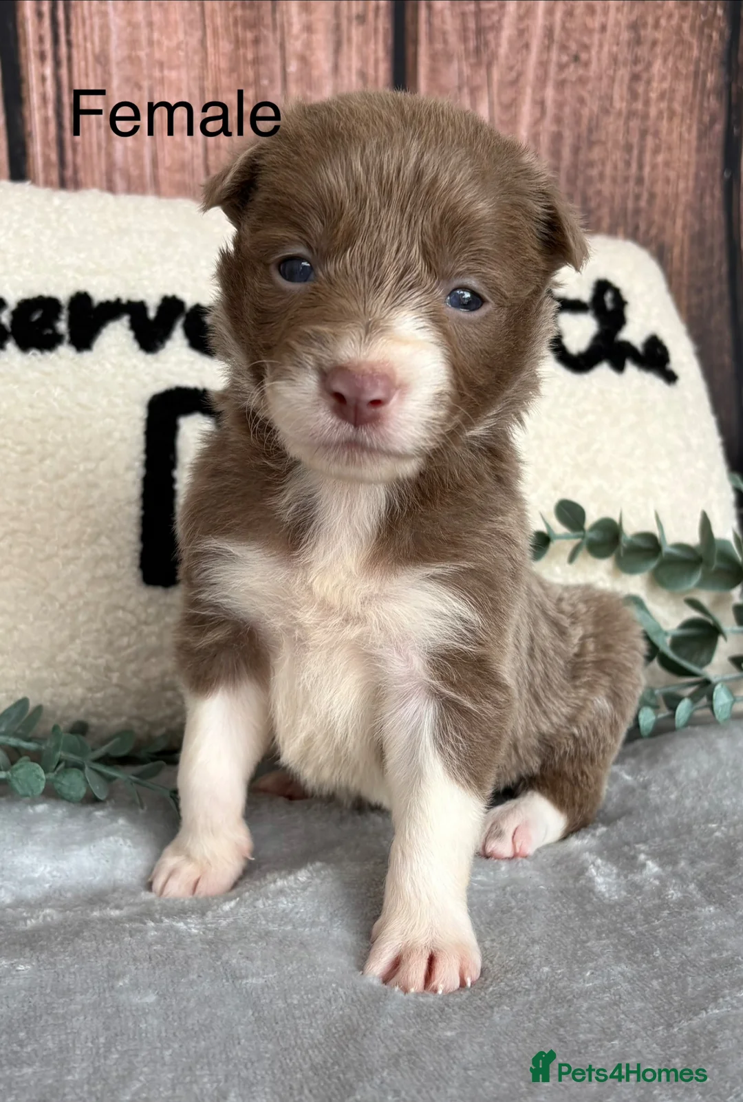 Border Collie dogs for sale: Beautiful Lilac & R/W Border Collie Puppies 🐶 - Advert 17