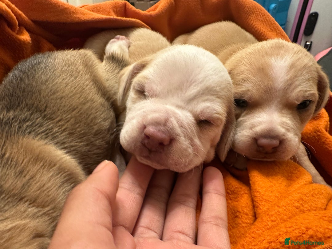 Mixed Breed dogs for sale: Beagle / pocket bully puppies  - Advert 4