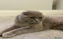 Scottish Fold cats for sale: Top Pedigree Scottish Fold boy (TICA reg) - Image 2