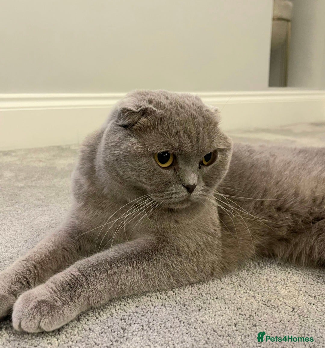 Scottish Fold cats for sale: Top Pedigree Scottish Fold boy (TICA reg) - Image 2