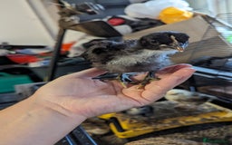 Chickens poultry for sale: Bantam chicks looking for a home  - Image 6