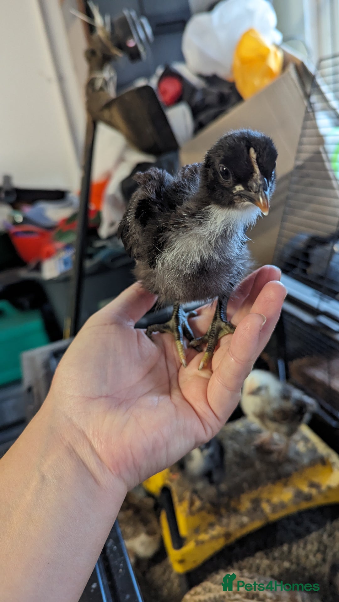 Chickens poultry for sale: Bantam chicks looking for a home  - Image 6