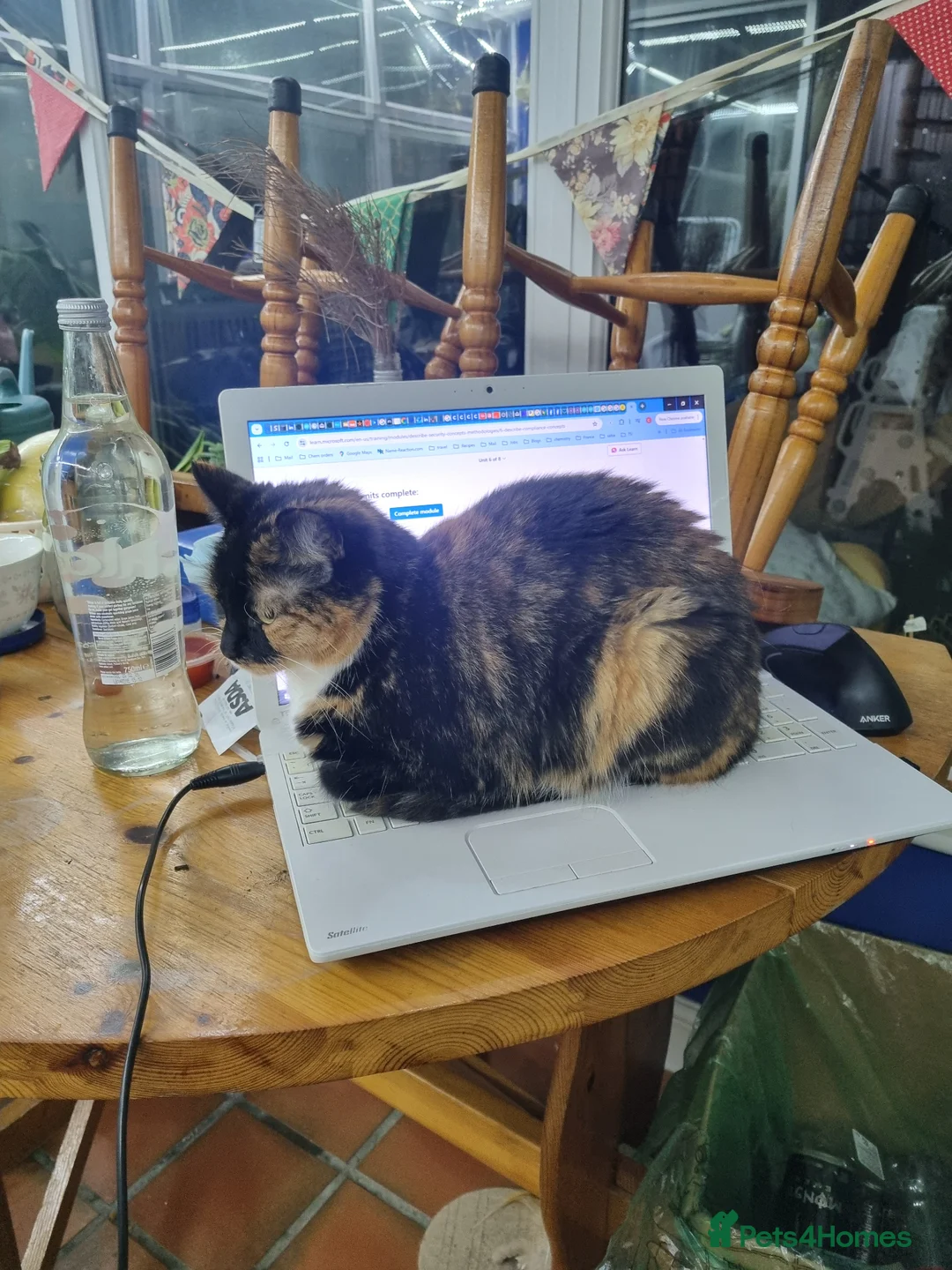 Mixed Breed cats for sale: Calico looking for a new home  - Advert 2