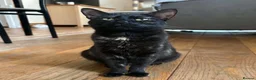 Domestic Shorthair cats for sale: Beautiful Male kitten for rehoming  - Advert 4