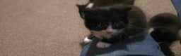 British Longhair cats for sale: Three beautiful kittens left  - Advert 6