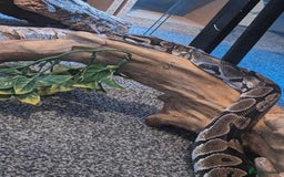 Python Snake reptiles for sale: male royal python  - Advert 2