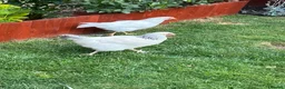 Chickens poultry for sale: 2 X light Sussex at POL - Advert 5