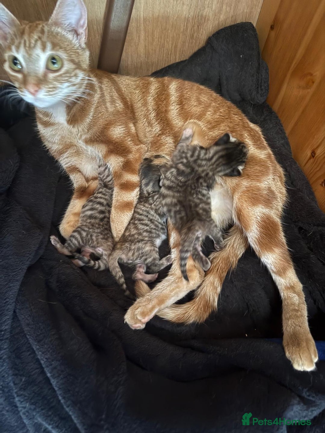 Maine Coon cats for sale: Beautiful Maine coone/bengal - Image 5