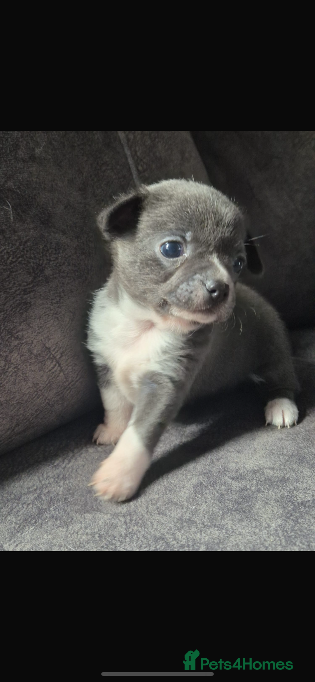 Chihuahua dogs for sale: 2 chihuahua puppies ready the 22/9/25  - Image 7