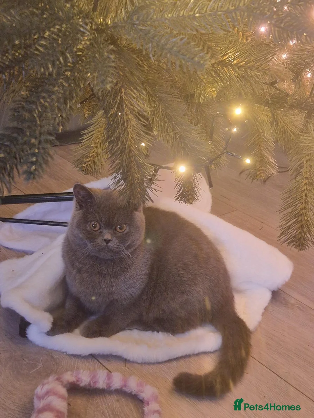 British Shorthair cats for sale: britsh short hair - Advert 2