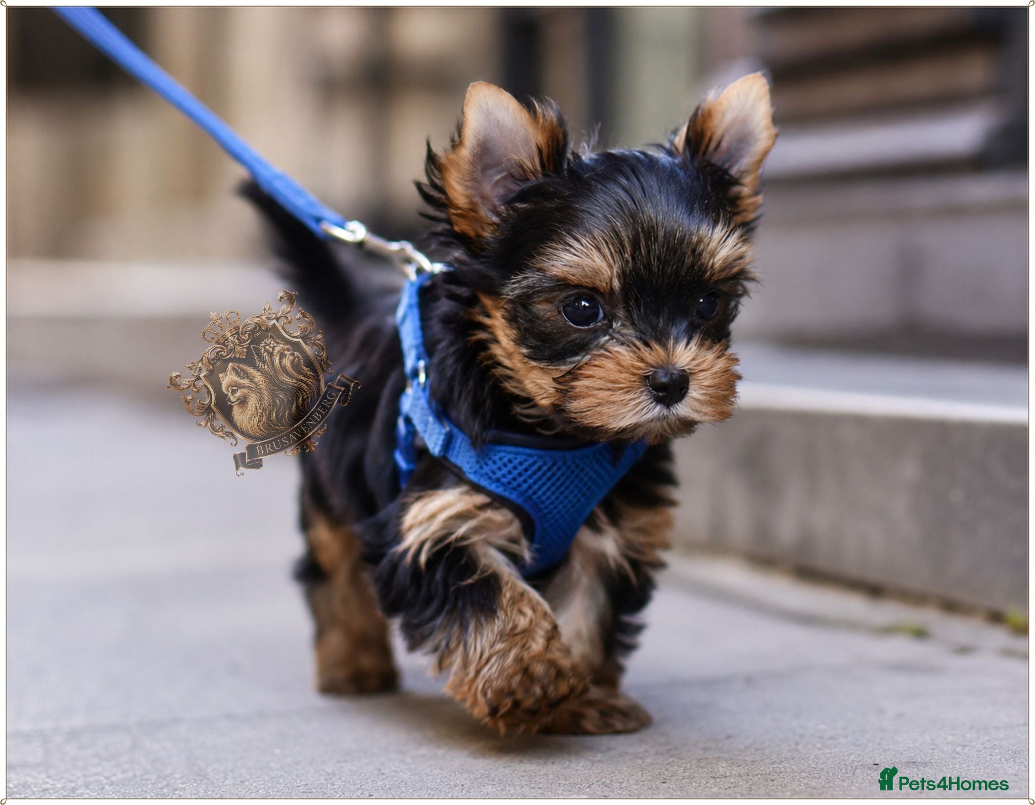 Yorkshire Terrier dogs PRICKED EARS MINIATURE YORKSHIRE TERRIERS KC DNA - Advert 3