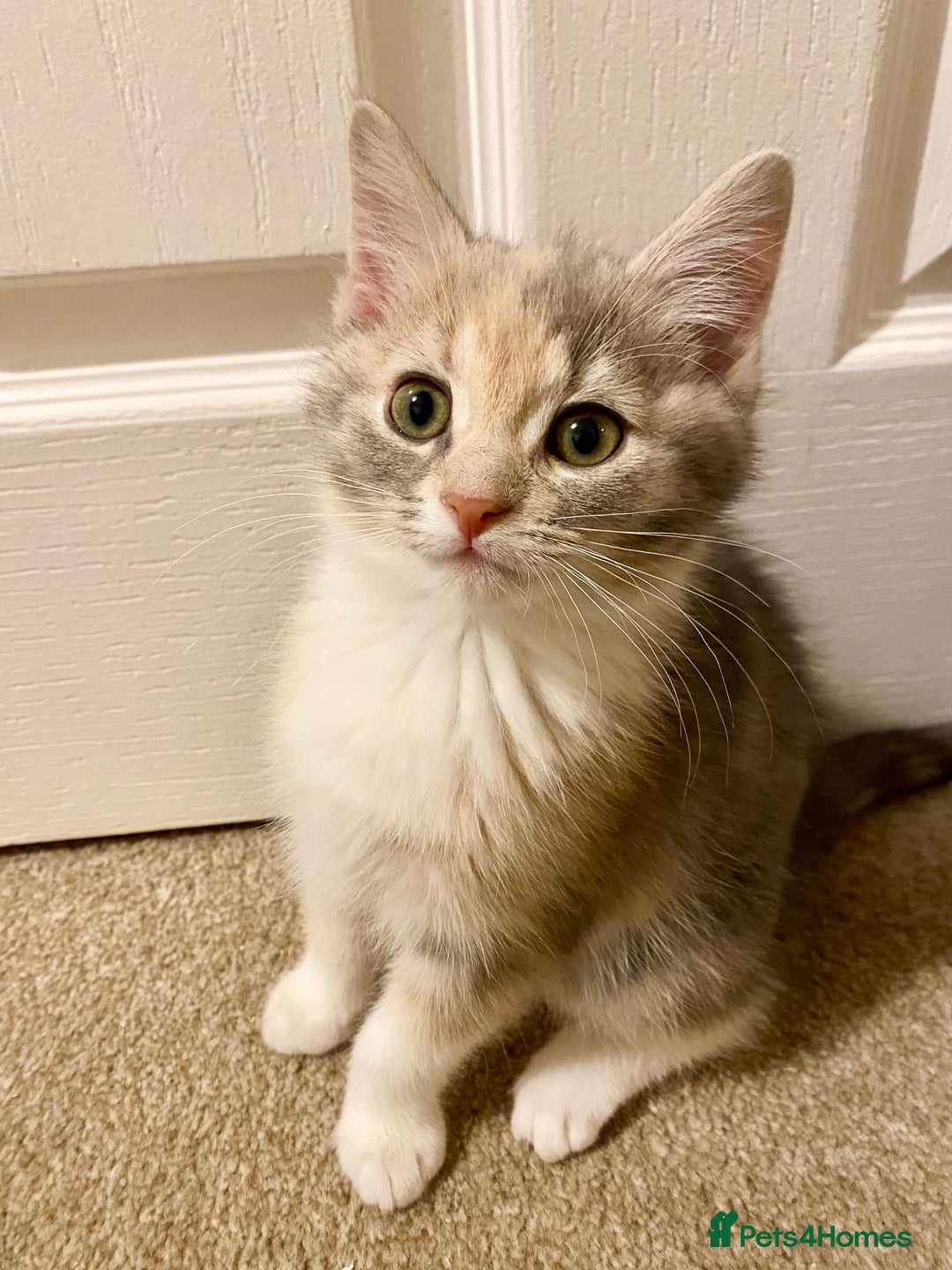 Domestic Shorthair cats for sale: Domestic Shorthair X Ragdoll Cross - Advert 9