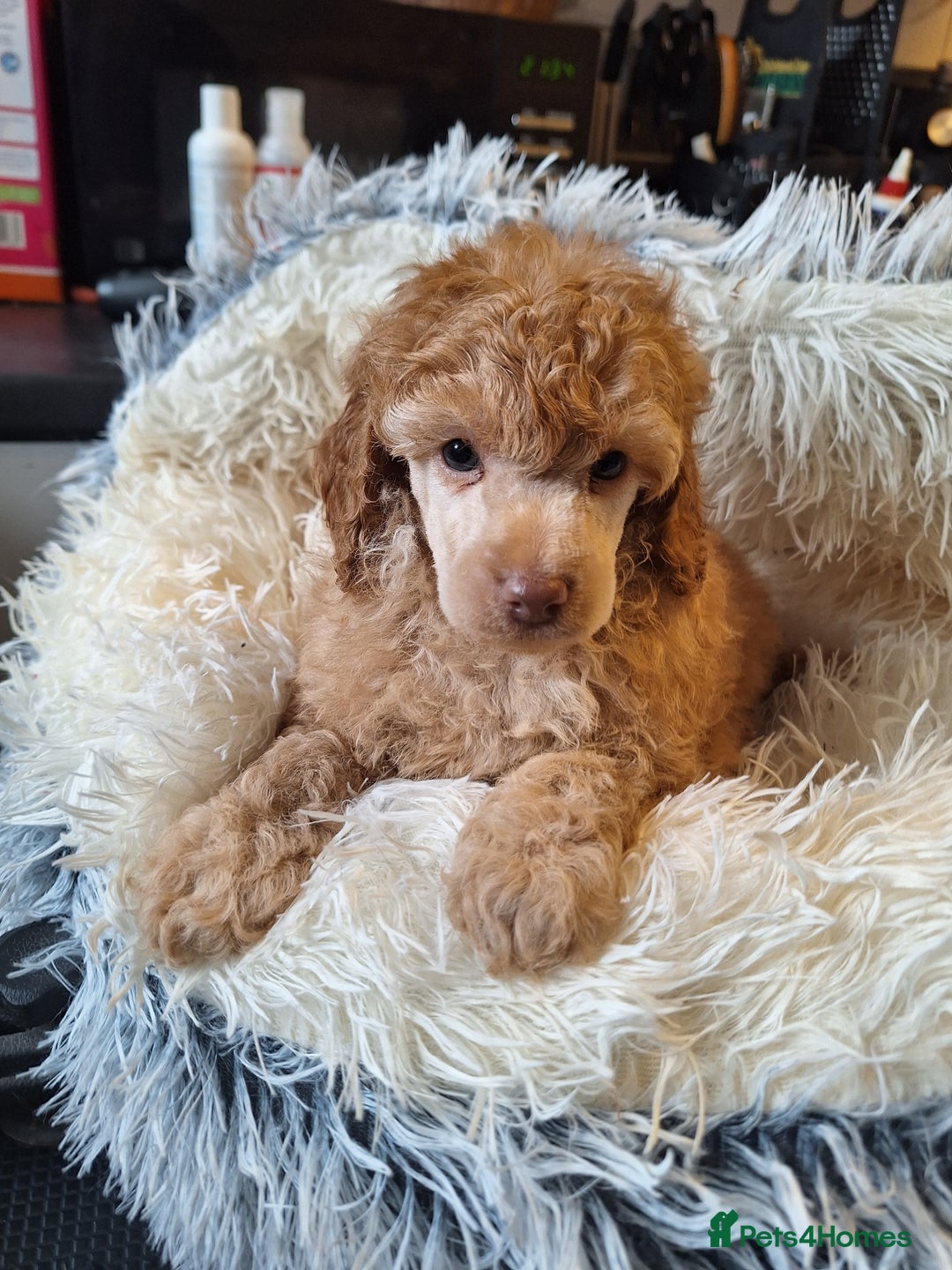 Miniature Poodle dogs for sale: KC REGISTERED MINIATURE POODLES - Image 12