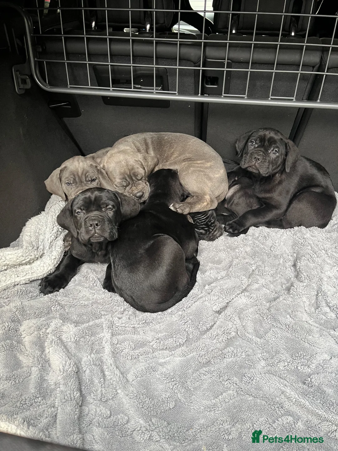 Cane Corso dogs for sale: Cane corso pups  - Advert 2