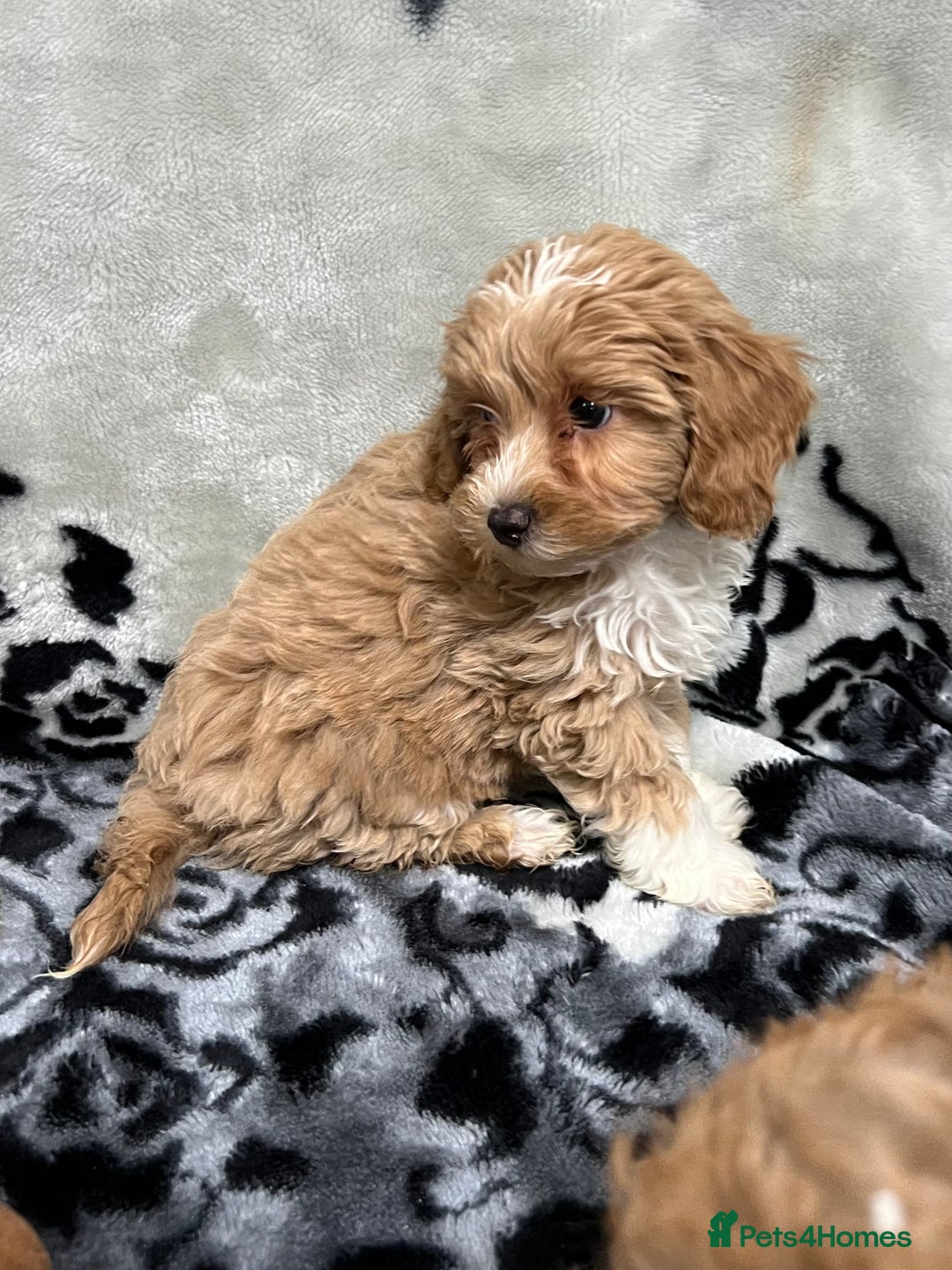 Maltipoo dogs for sale: 🥰Adorable F1 Maltipoo Puppy’s🥰 - Advert 9
