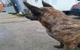 German Shepherd dogs for sale: German shepherd - Advert 2