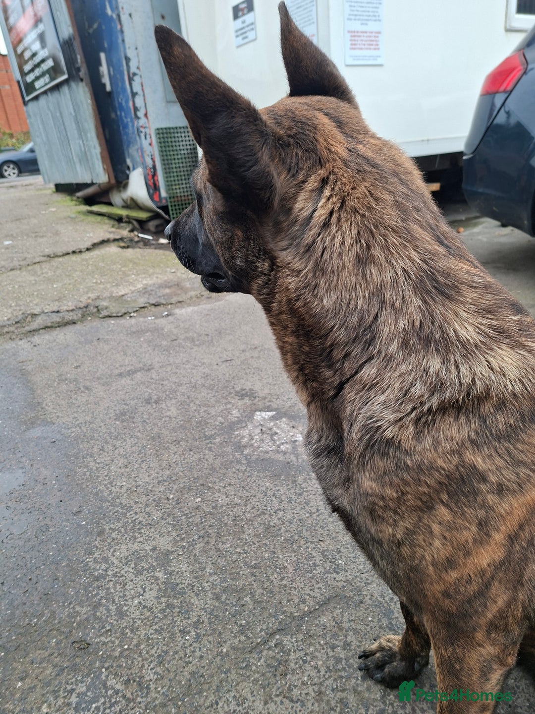 German Shepherd dogs for sale: German shepherd - Advert 2