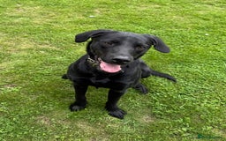 Springador dogs for sale: Springador puppies - Image 13