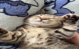Domestic Shorthair cats for sale: 🐾Two Gorgeous Female Kittens🐾 - Image 3