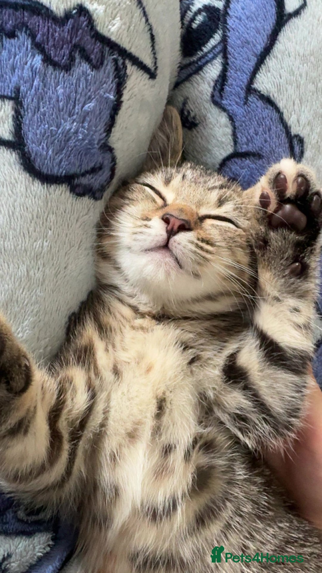 Domestic Shorthair cats for sale: 🐾Two Gorgeous Female Kittens🐾 - Image 3