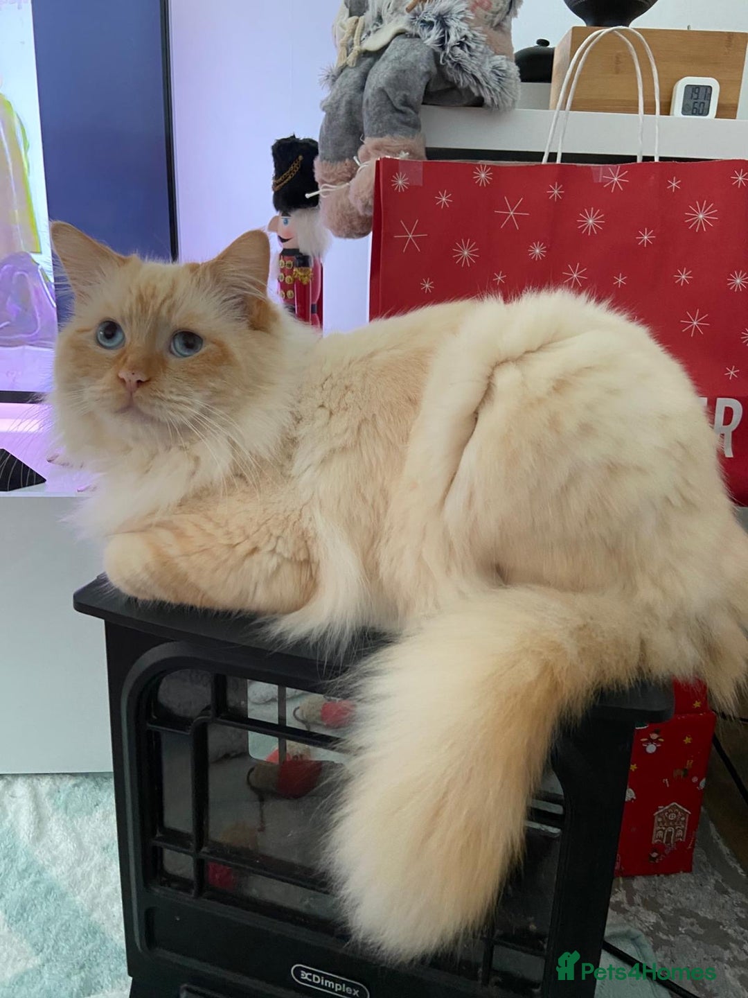 Mixed Breed cats for sale: 5 Beautiful Half-Ragdoll kittens ❤️ - Advert 10