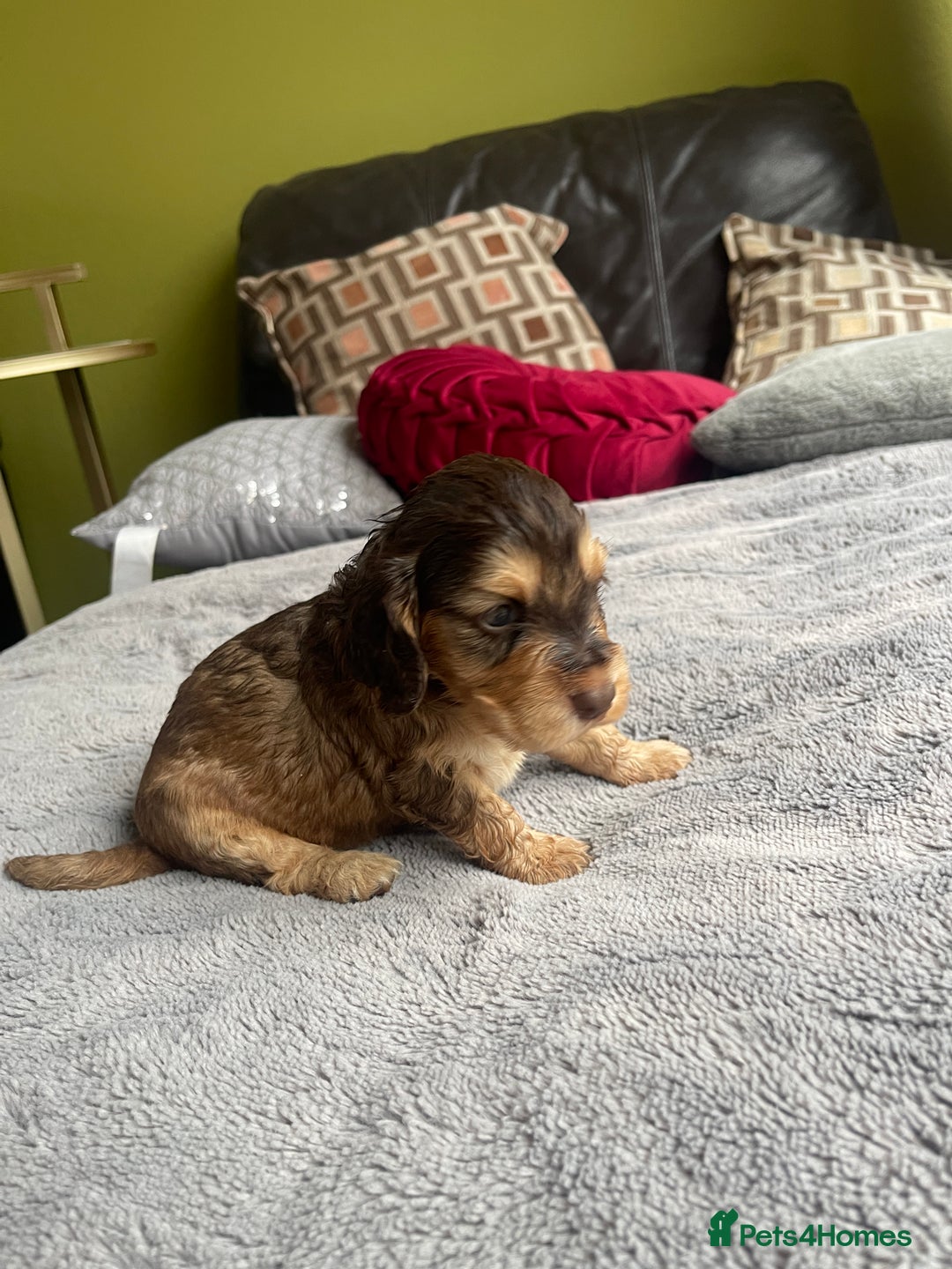 Cocker Spaniel dogs for sale: KC Show Cockers - 1 Girl , 3 Boys remaining! - Image 19