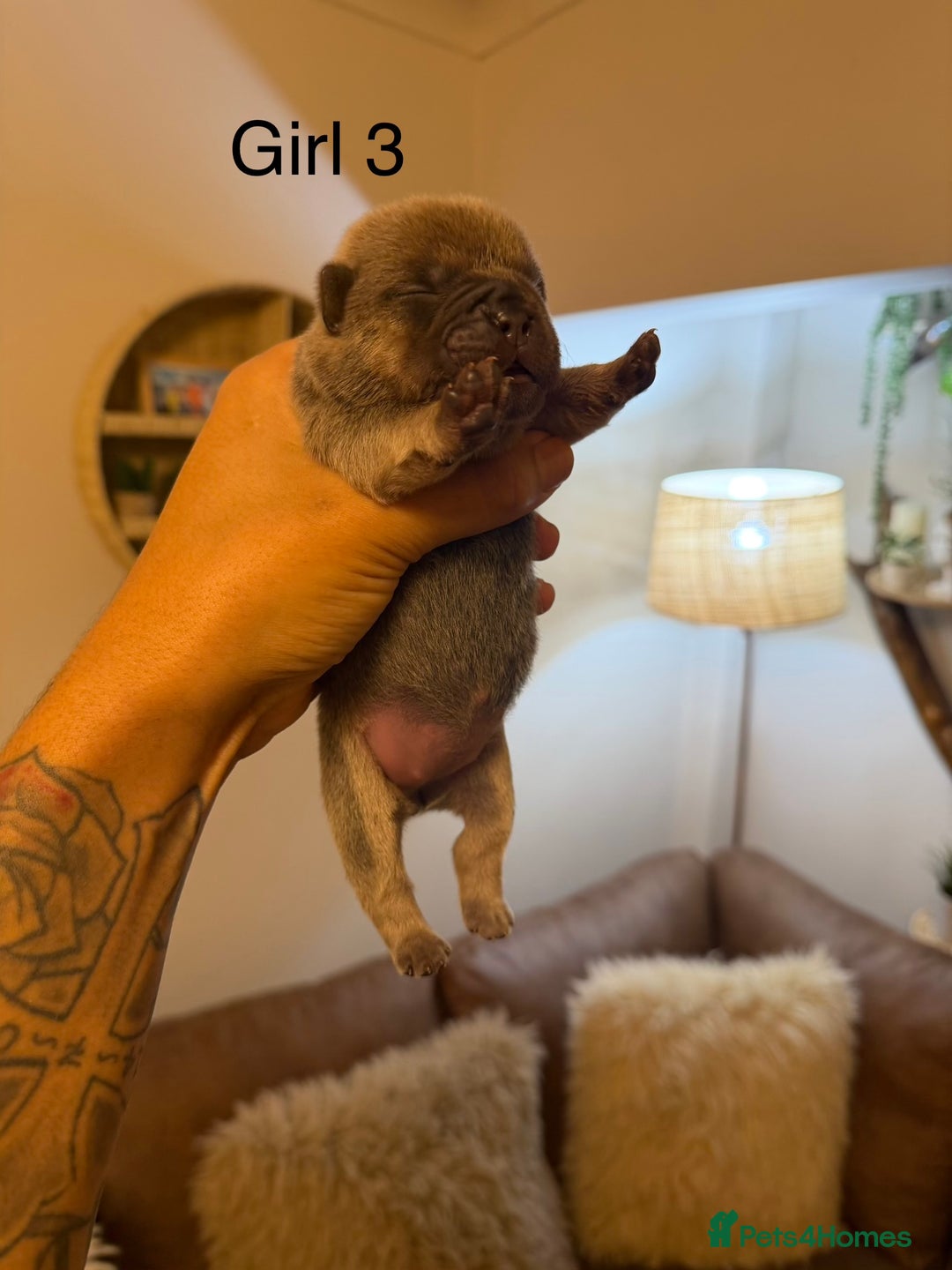 Chow Chow dogs for sale: French chows  - Advert 14