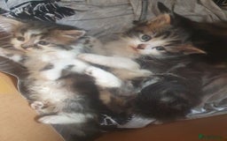 Mixed Breed cats for sale: Beautiful 3 kittens,born 20th August - Image 12