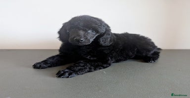 Miniature Poodle dogs - Advert 4