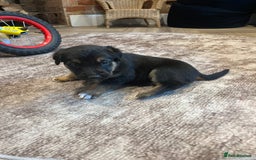 Mixed Breed dogs for sale: Belgian malinois x Anatolian shepherd mix pups 🐶  - Image 14