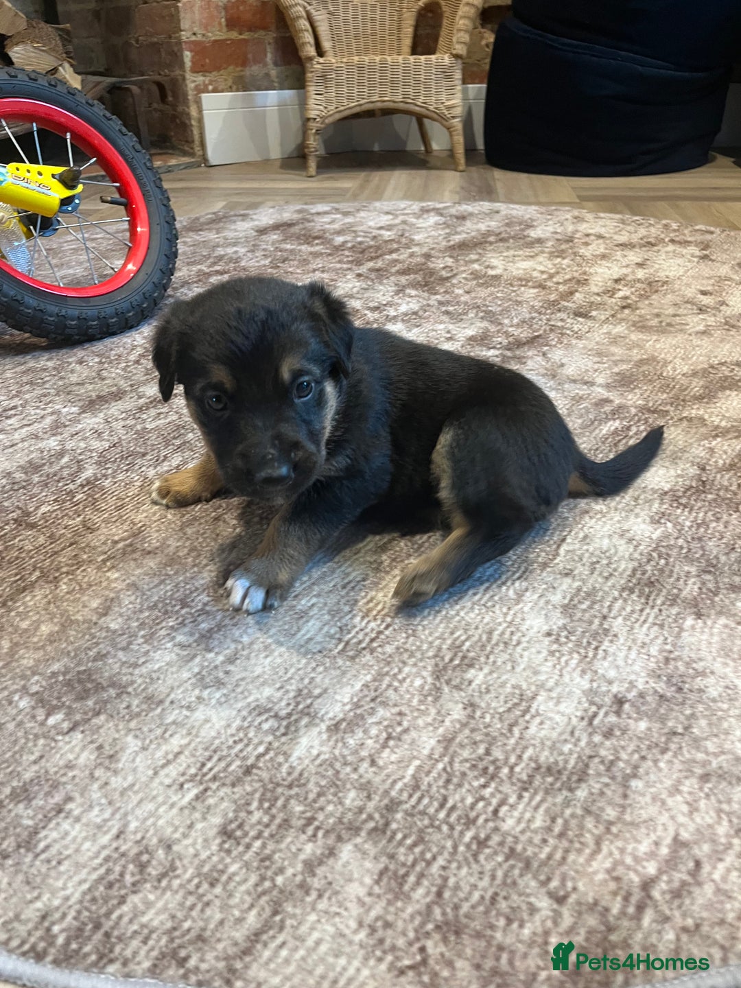 Mixed Breed dogs for sale: Belgian malinois x Anatolian shepherd mix pups 🐶  - Image 14