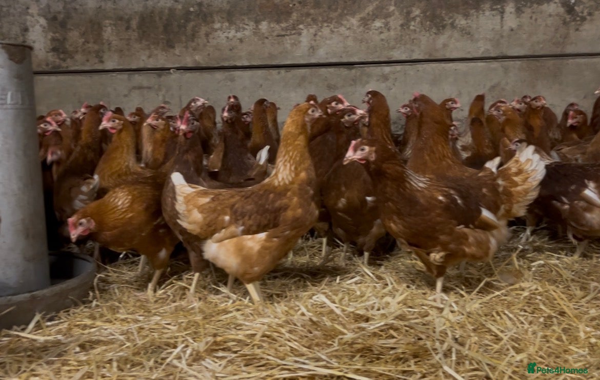 Mixed Breed birds Lohmann brown hens - Advert 14