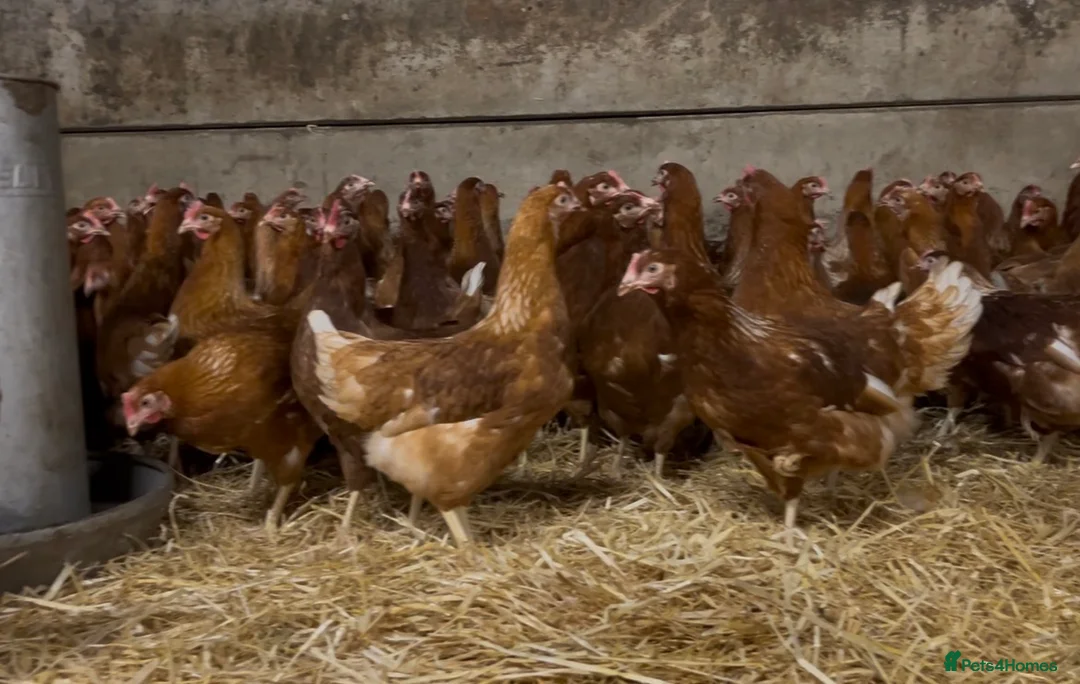 Mixed Breed birds for sale: Lohmann brown hens in Clitheroe - Advert 1