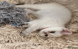 British Shorthair cats for sale: Champion sired Golden Colourpoint Kittens  - Image 16