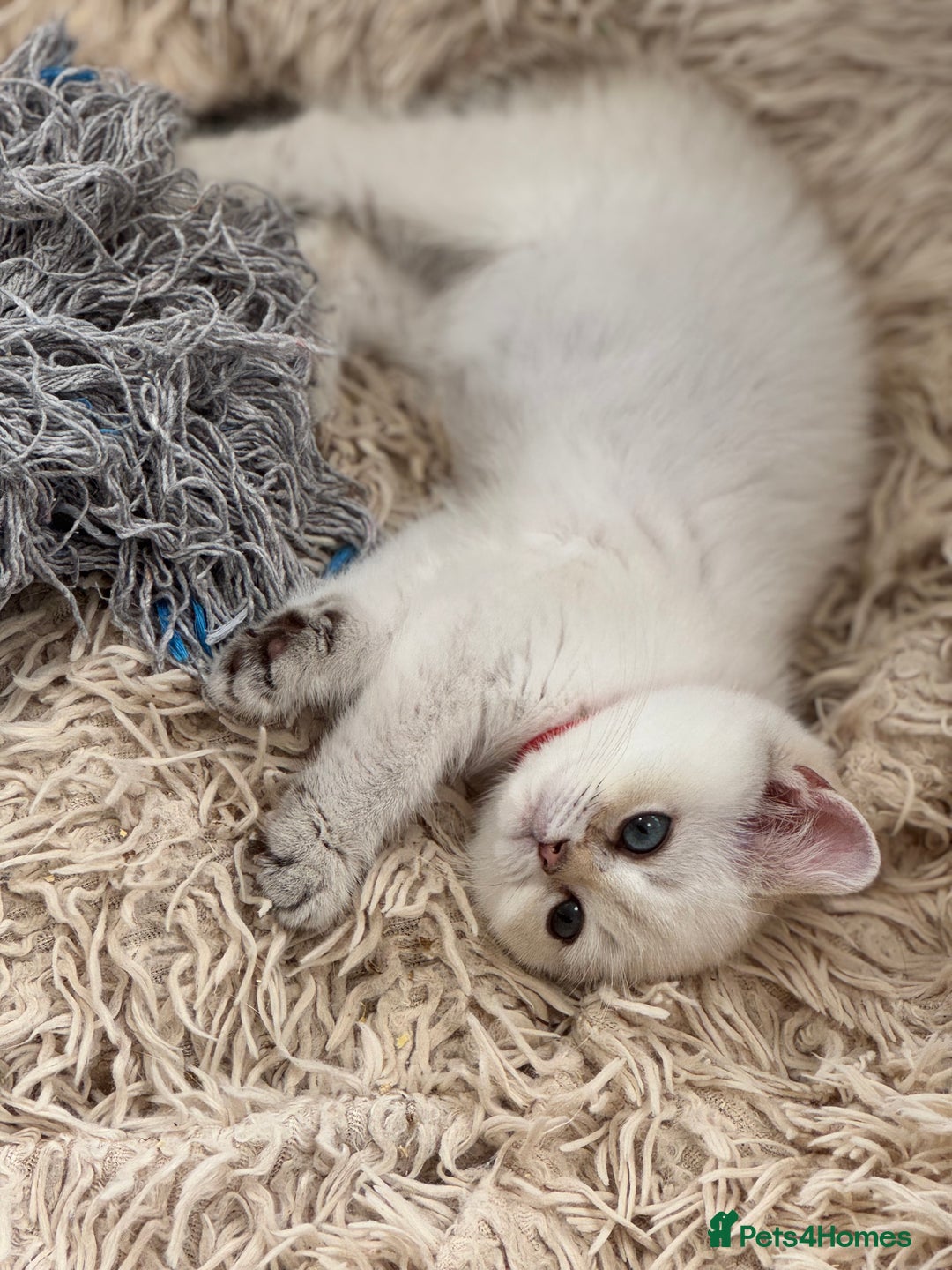British Shorthair cats for sale: Champion sired Golden Colourpoint Kittens  - Image 16