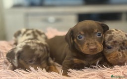 Miniature Dachshund dogs for sale: Adorable miniature dachshund  - Image 17