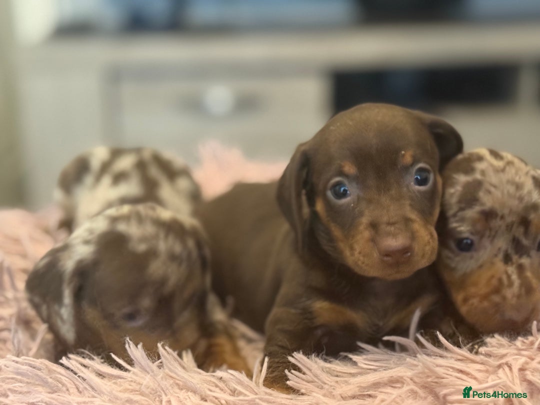 Miniature Dachshund dogs for sale: Adorable miniature dachshund  - Image 17