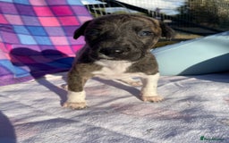Whippet dogs for sale: Beautiful homebred whippet puppies  - Image 5