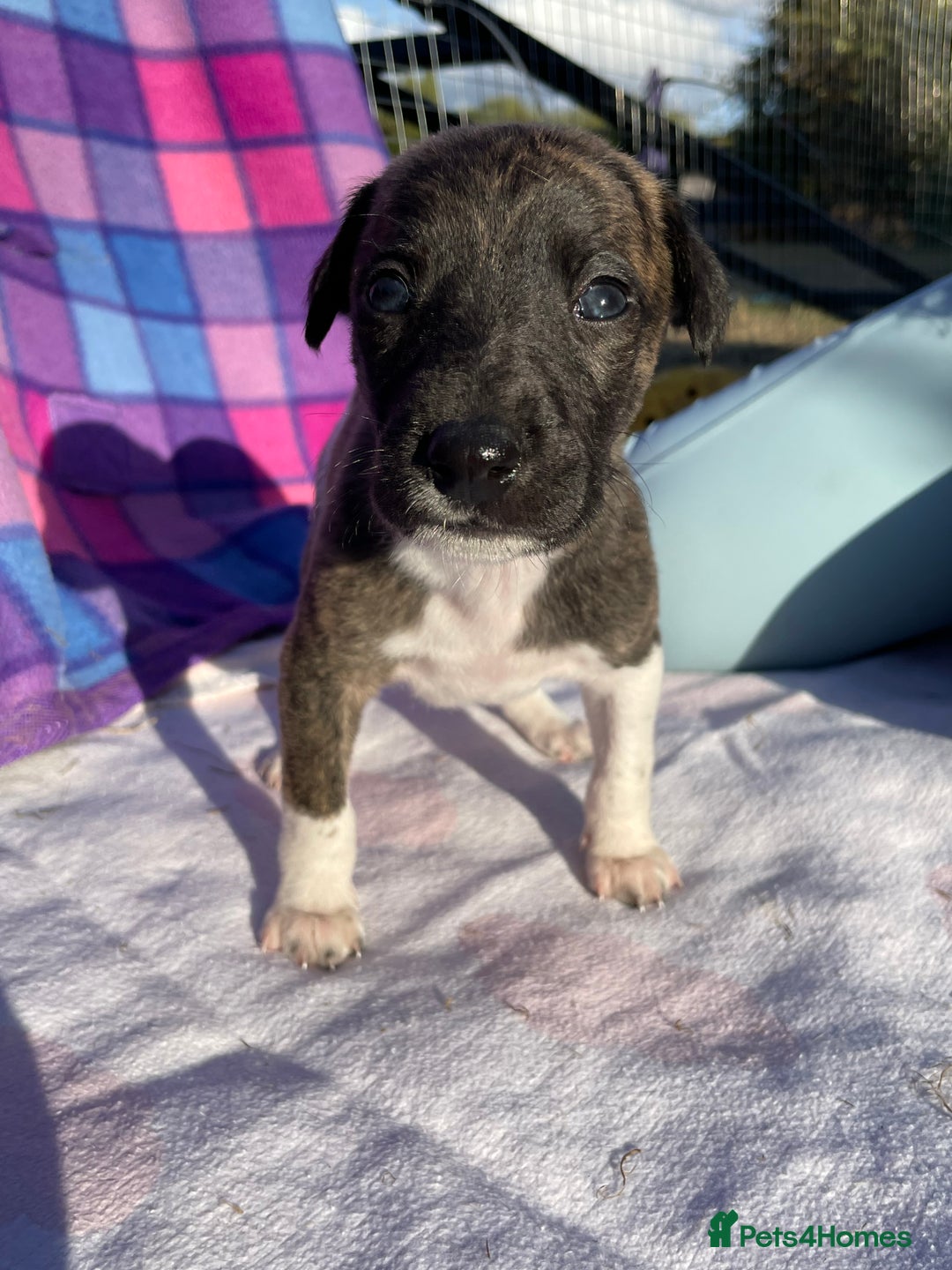 Whippet dogs for sale: Beautiful homebred whippet puppies  - Image 5