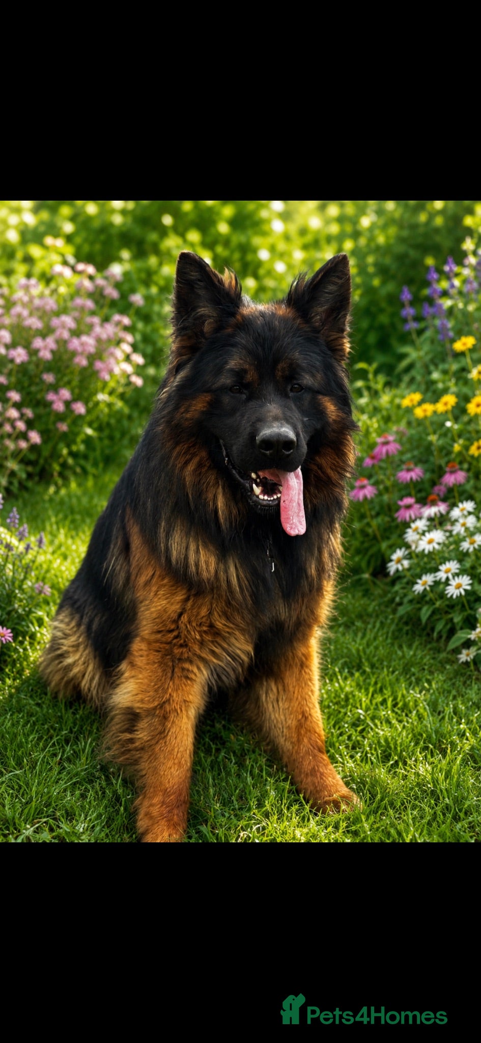 German Shepherd dogs ⭐️ Vonrocka tajfun ⭐️ - Advert 4
