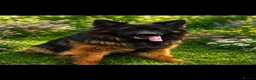 German Shepherd dogs for stud: ⭐️ Vonrocka tajfun ⭐️ - Advert 2