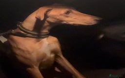 Lurcher dogs for sale: Lurcher pup  - Advert 1