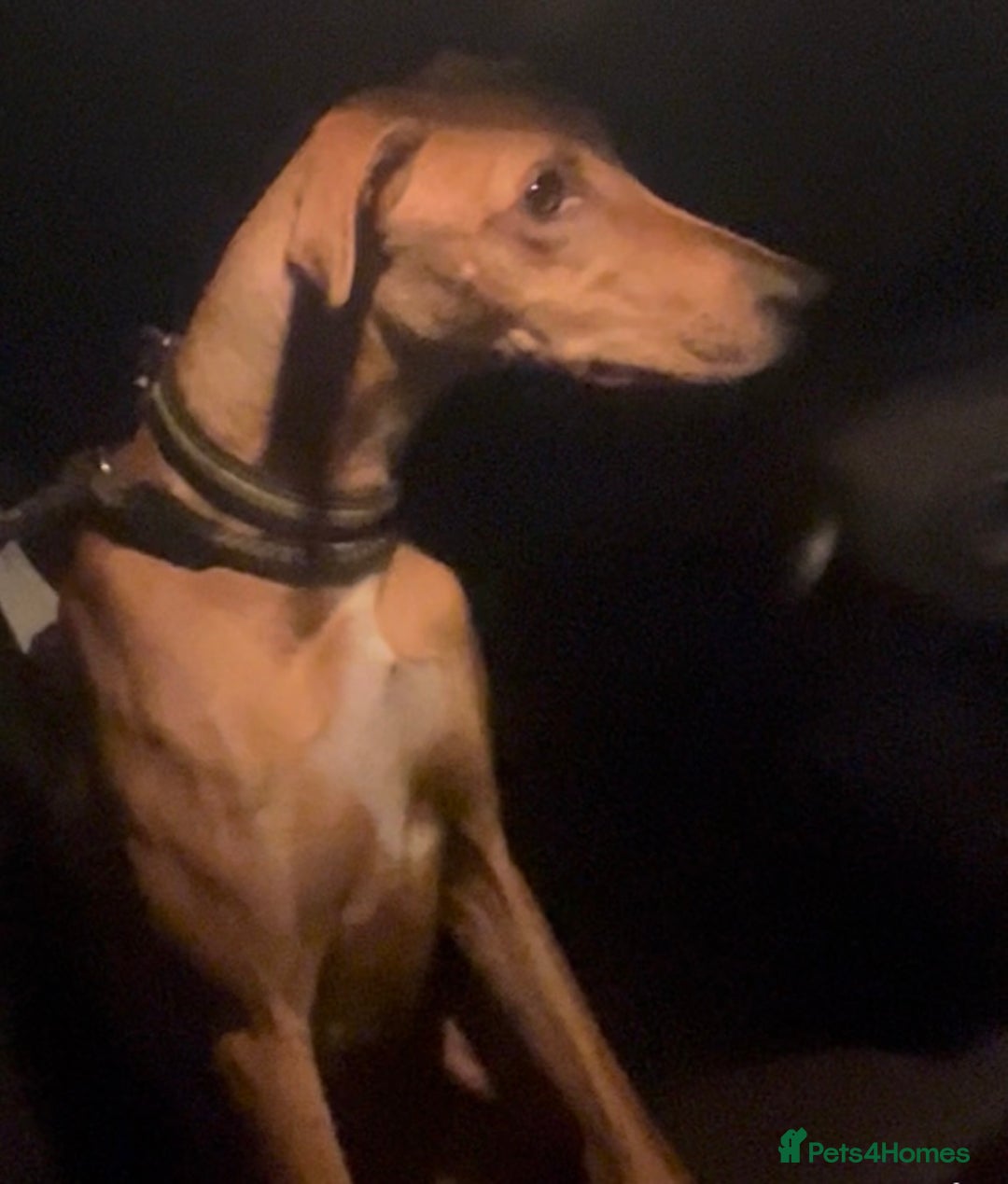 Lurcher dogs for sale: Lurcher pup  - Advert 1