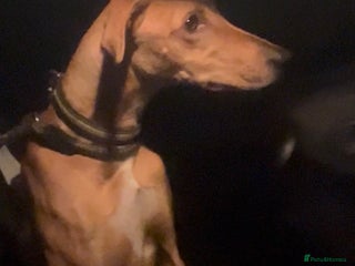 Lurcher dogs for sale: Lurcher pup - Advert 1