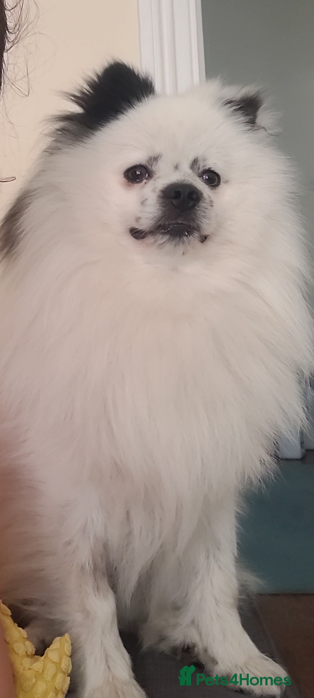 Pomeranian dogs for stud: Puffy- Available for stud  - Advert 5