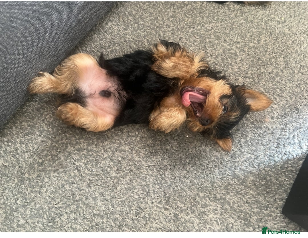 Yorkshire Terrier dogs for sale: Beautiful Yorkshire terrier  - Image 4