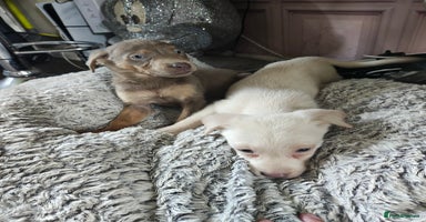 Labrador Retriever dogs - Advert 6